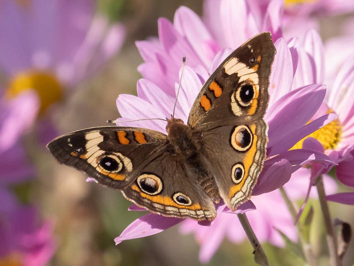 Junonia coenia (Common Buckeye).jpg